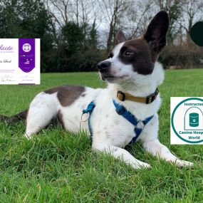 Bild von Just Pawfect Dog Training Wrexham