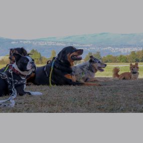 Bild von Die indianische Hundeschule Bern NATURAL DOG MOVE