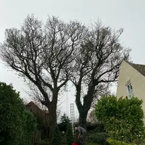 Bild von Henry's Horticulture - ARB