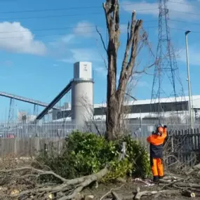 Bild von Henry's Horticulture - ARB