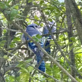 Bild von Justine Golden, Psy.D.