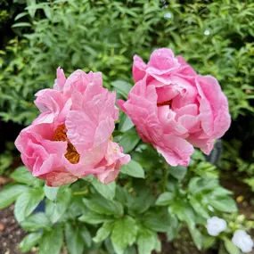 Bild von Justine Golden, Psy.D.