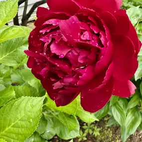 Bild von Justine Golden, Psy.D.