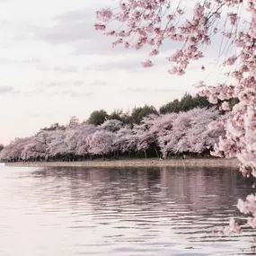 Bild von Justine Golden, Psy.D.