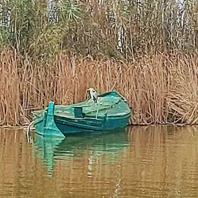 Bild von Natura Albufera