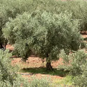 Bild von Moroccan Roots UK