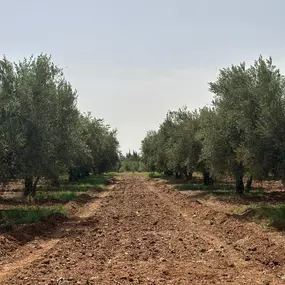 Bild von Moroccan Roots UK