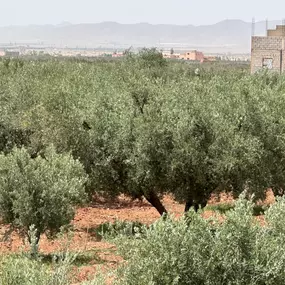 Bild von Moroccan Roots UK