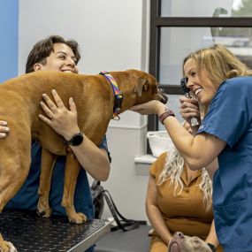 Bild von Livewell Animal Hospital of Elizabeth