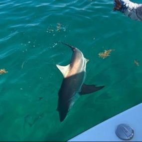 Shark in miami waters from our boat