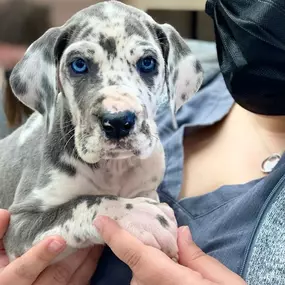 Bild von Petfolk Veterinary & Urgent Care - Southlake