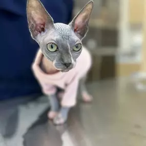 Bild von Petfolk Veterinary & Urgent Care - Southlake