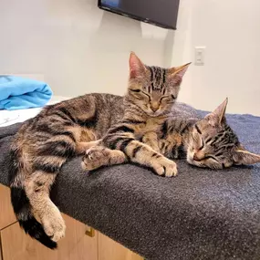 Bild von Petfolk Veterinary & Urgent Care - Southlake