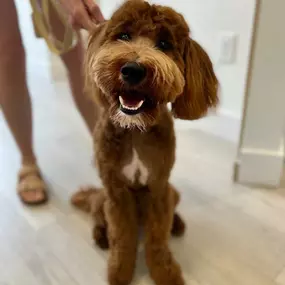 Bild von Petfolk Veterinary & Urgent Care - Southlake