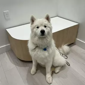 Bild von Petfolk Veterinary & Urgent Care - Southlake