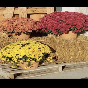 Mums at The Country Store