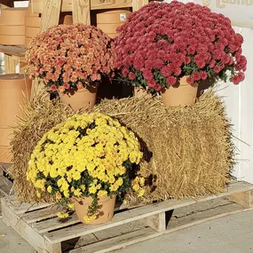 Mums at The Country Store