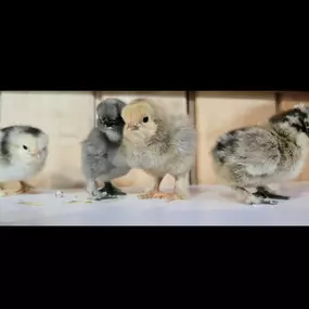 Chicks at The Country Store