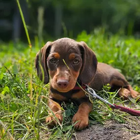 Bild von KnowWau Mobile Hundeschule