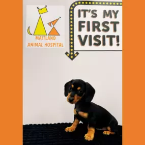 Happy puppy during their first visit at Maitland Animal Hospital in Maitland, FL