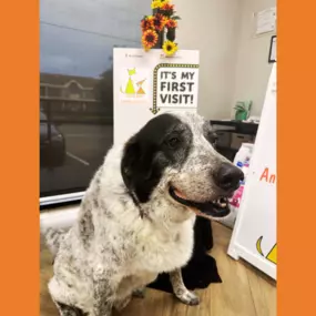 Happy pup during their first visit at Maitland Animal Hospital in Maitland, FL