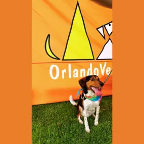 A pup patient of Maitland Animal Hospital in Maitland, FL