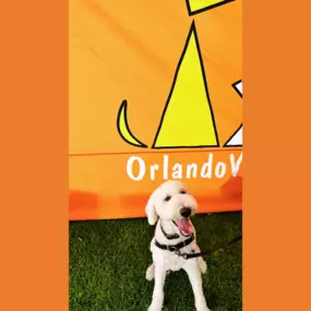 A pup patient of Maitland Animal Hospital in Maitland, FL