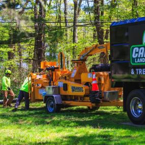 Capasso Landscaping providing tree removal services