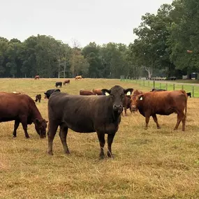 Bild von Tennessee Grass Fed Farm