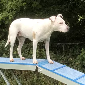 Bild von Janas Hundeschule