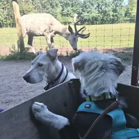 Bild von Janas Hundeschule