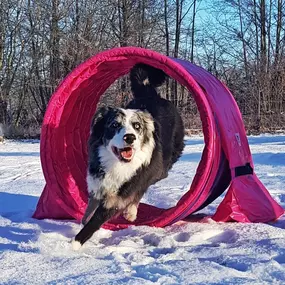 Bild von Janas Hundeschule