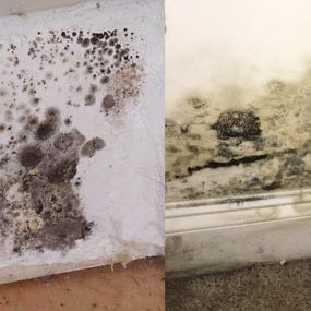 Mold Remediation Germantown