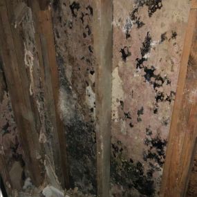 Memphis Mold Removal & Remediation
