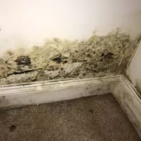 Arlington Mold Remediation