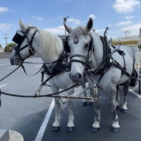 Bild von Dream Catchers Carriages