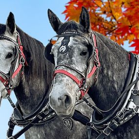 Bild von Dream Catchers Carriages