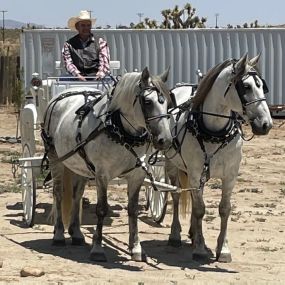 Bild von Dream Catchers Carriages