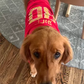 To celebrate the @49ers win last night Goldie is throwing it back with the @jerryrice T-Shirt. She is Little Jerry the Wide Retriever today