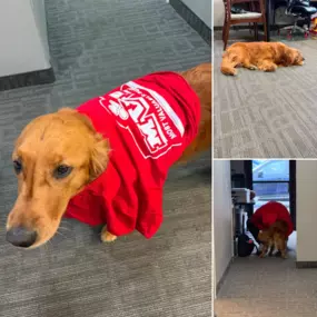 The Most Valuable Bundler is in the office on a rainy Tuesday. She was not happy about wearing the shirt.
