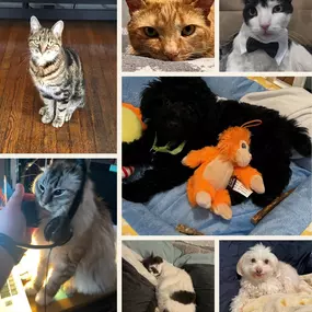 Whether they’re wagging tails, purring softly, or chirping happily, pets make every day brighter. Happy Love Your Pet Day!