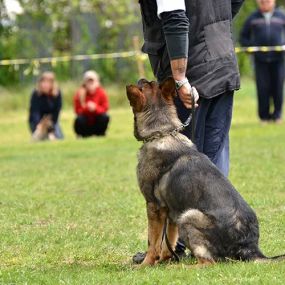 Bild von ABC's of Dog Training