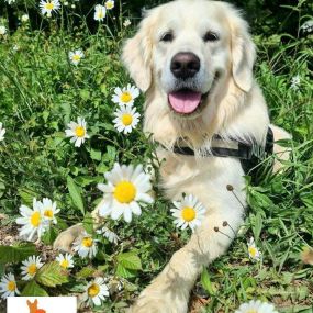 Bild von Paw Parade