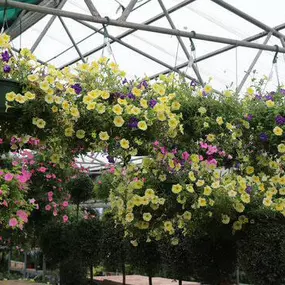 Bild von Louisiana Nursery
