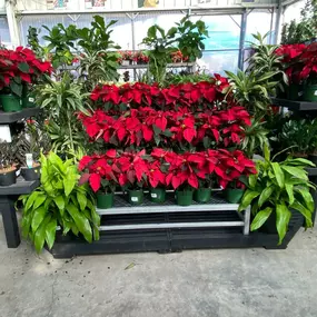 Bild von Louisiana Nursery