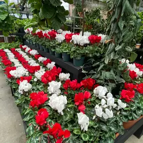 Bild von Louisiana Nursery