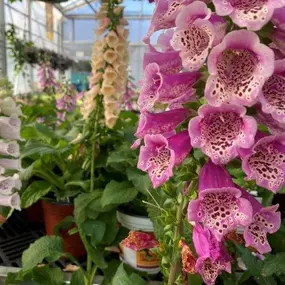 Bild von Louisiana Nursery