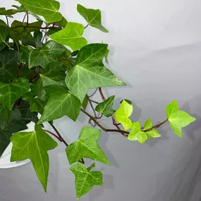 Bild von Louisiana Nursery