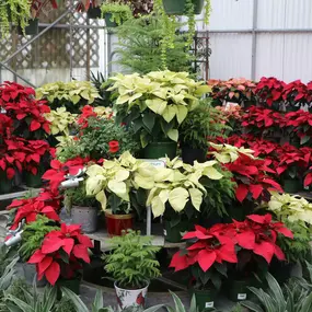 Bild von Louisiana Nursery