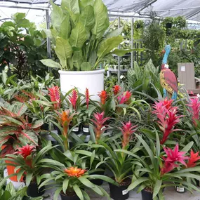 Bild von Louisiana Nursery